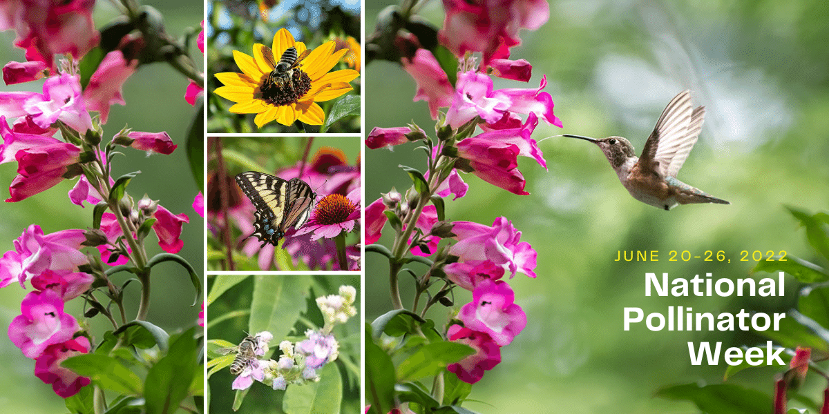 National Pollinator Week