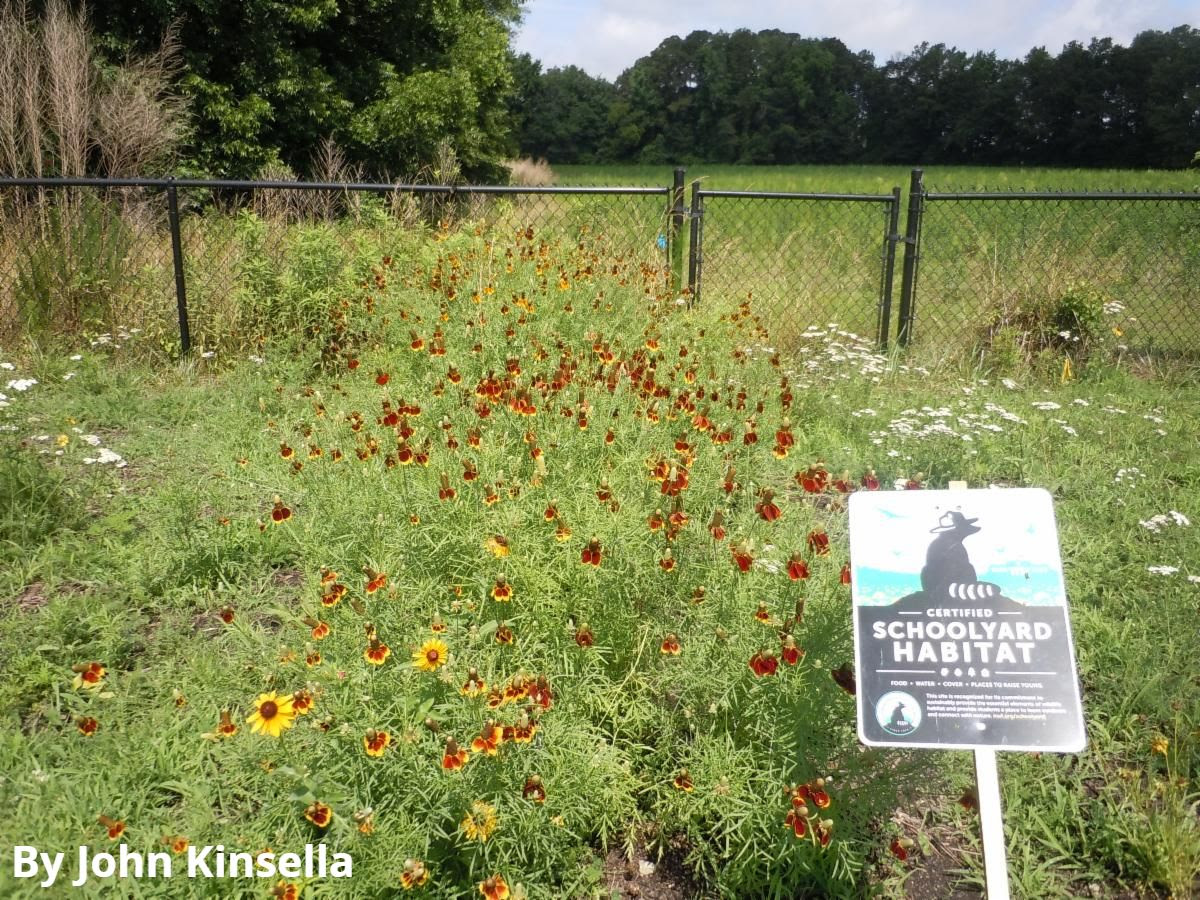 Native Flower Bed in a Certified Wildlife Habitat