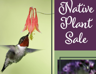 Native Plant Sale ad with hummingbird gleaning necatr from a red columbine flower.