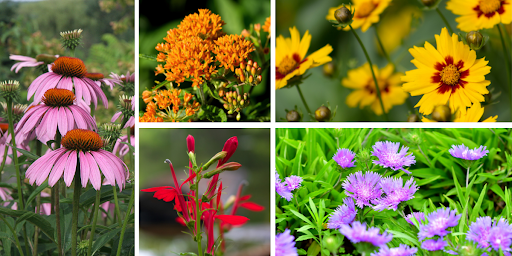 A collage of native plants.