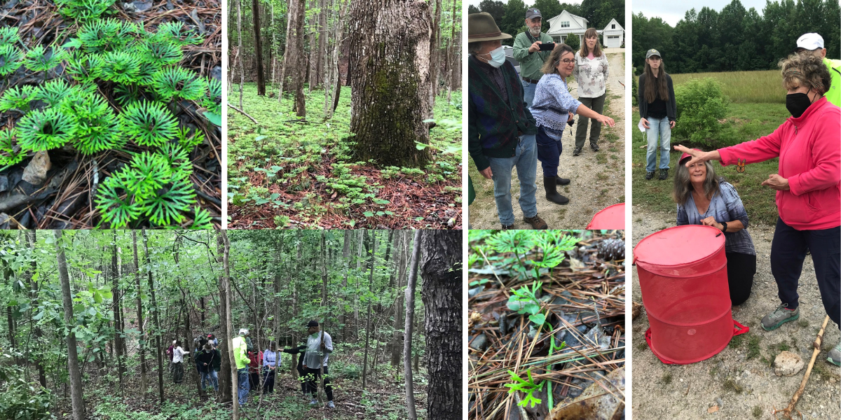 A collage of wildlife enthusiasts on a nature walk.