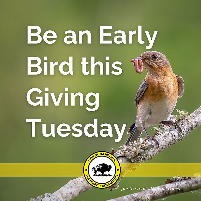 Be an early bird this Giving Tuesday