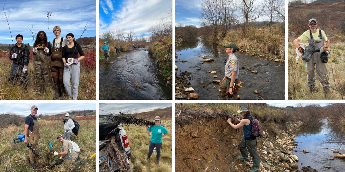 Mount Jefferson State Natural Area in November 2025: NCWF High Country Wild alongside New River Conservancy, Keep Ashe Beautiful, and State Parks hosted a volunteer planting day along Naked Creek in Ashe County. With support from environmental science students at Oak Hill Academy, we planted over 2,000 native trees and shrubs!
