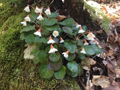 Oconee Bells growing from a rock outcrop.