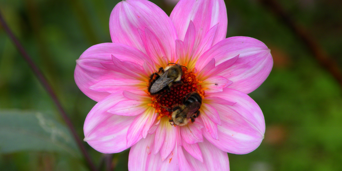 October flower is blooming this month. 