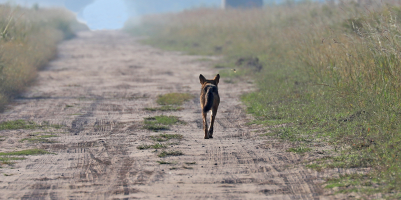Prey for the Pack is an opportunity for private landowners to support wildlife on their property while also meeting their land management goals.