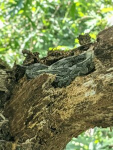 Michelle Kirchner and her treetop rat snake find