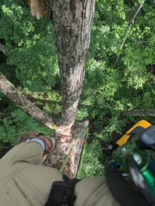 Michell Kirchner in the treetops