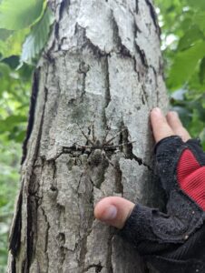 Michelle Kirchner and her treetop fishing spider find