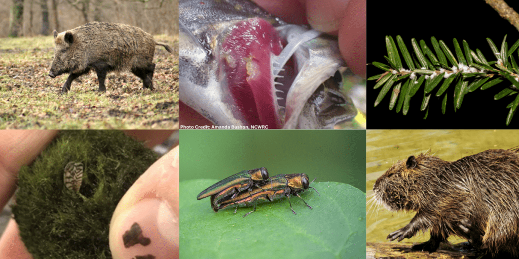 North Carolina invasive species - from upper left clockwise: feral swine, gill lice, hemlock wooly adelgid, nutria, emerald ash borer, zebra mussel in aquarium moss ball.