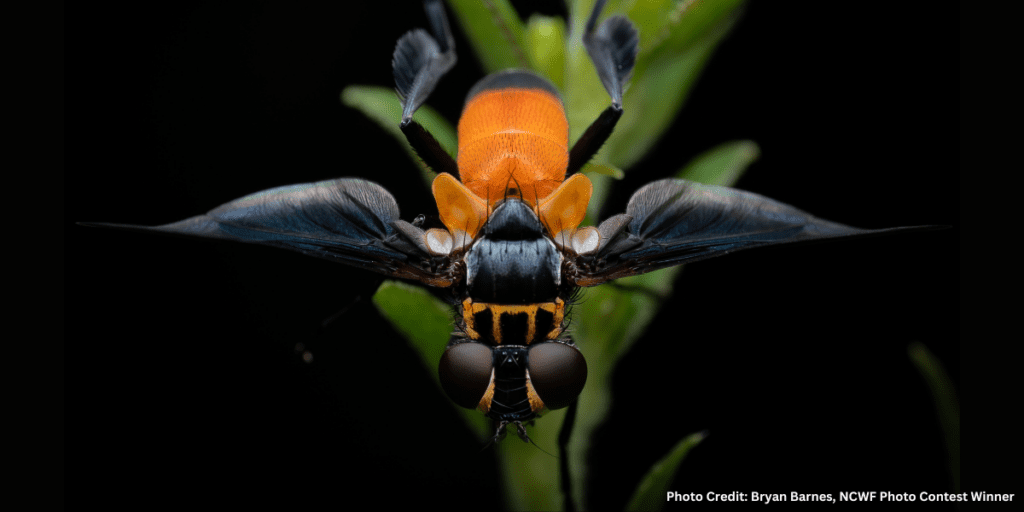 Photo Credit: Bryan Barnes, NCWF Photo Contest Winner