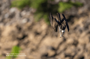 Ospreys have a distinctive M flight shape