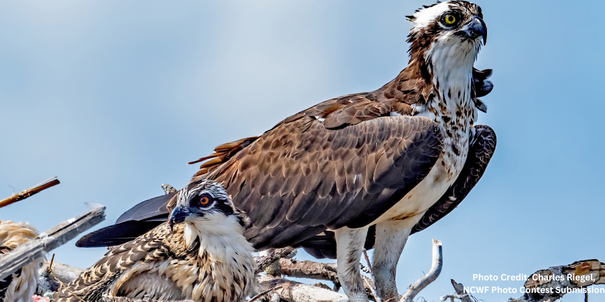 A Bird's Eye View - Catch a Live View of Lake Norman's Famous