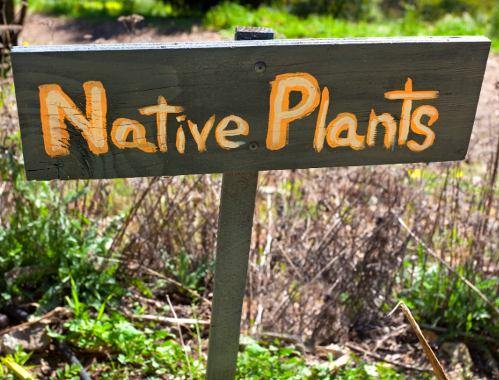 A hand-painted sign that reads "Native Plants" sits in front of a garden.