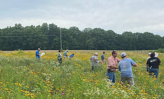 A group of people in a field of Goldenrod flowers with butterfly nets