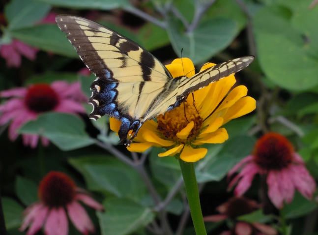 An Eastern swallowtail butterfly perching on a cosmos flower.