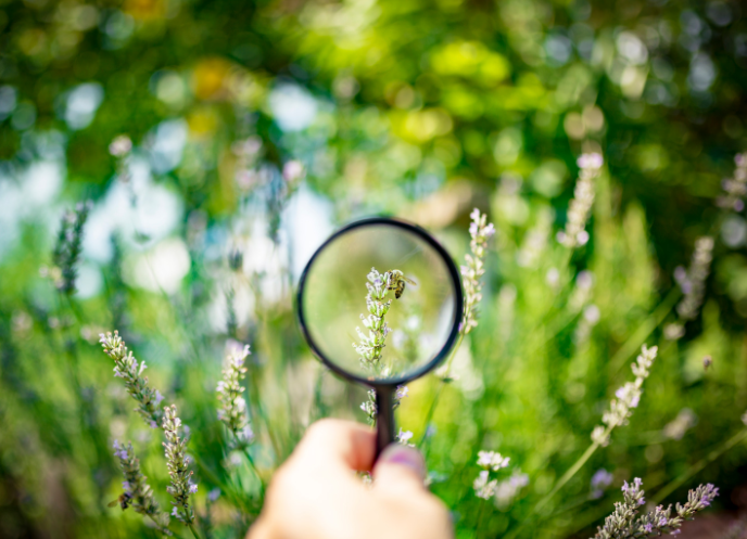 A magnifying glass focused on a honeybee.