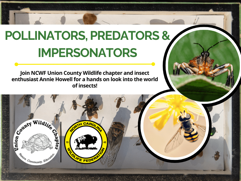 PollinatorsPredatorsImpersonators PollinatorsPredatorsImpersonators