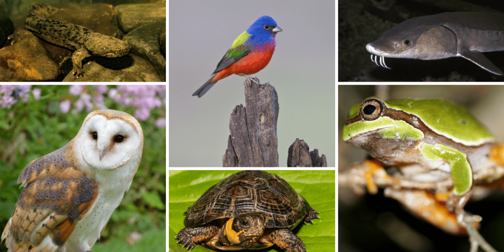 Recovering America's Wildlife Act photo collage