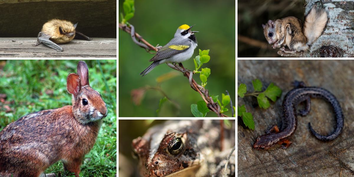 Recovering America's Wildlife Act collage