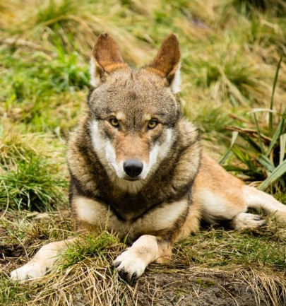 A red wolf staring at the camera with ears turned back listening.