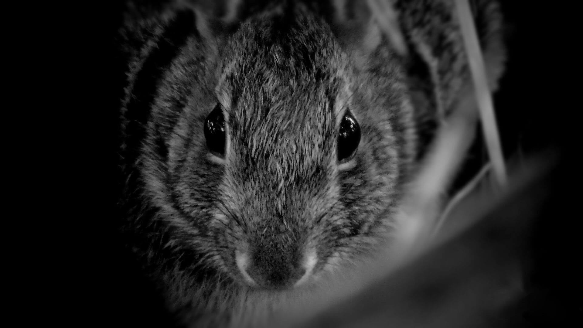 Rabbit-Eastern-Cottontail_Credit-J.Wright