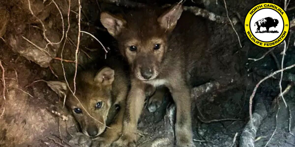 Red Wolf Update Six week old Red Wolf pups in an acclimation pen on Alligator River National Wildlife Refuge prior to their release into the wild with their parents, 2409F and 2371M. Photo by USFWS