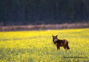 An image of a Red Wolf in a field of flowers, demonstrating the habitat range of this critically endangered species on the North Carolina Coastal Plain