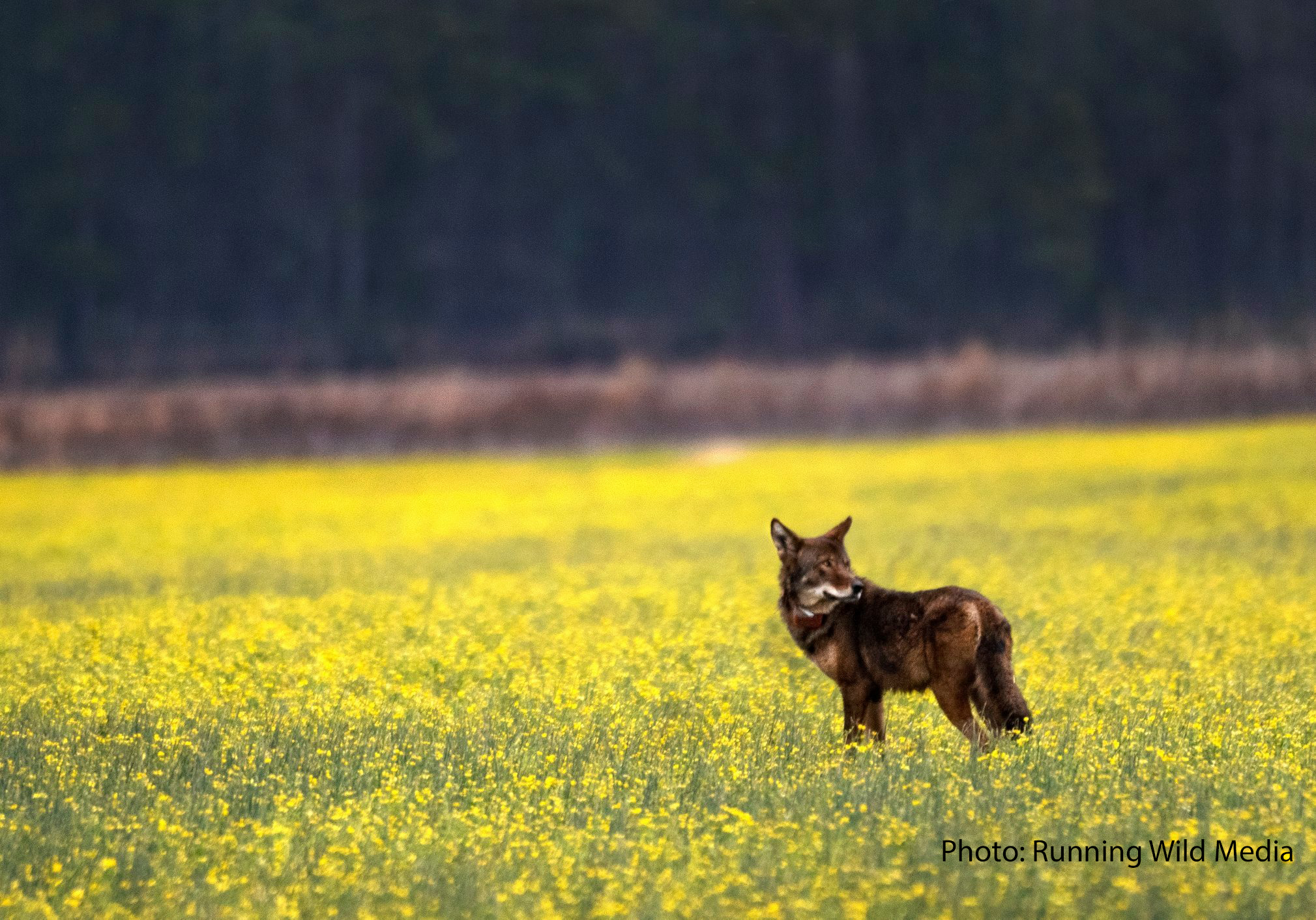 Red Wolf_ running_wild_media WPC