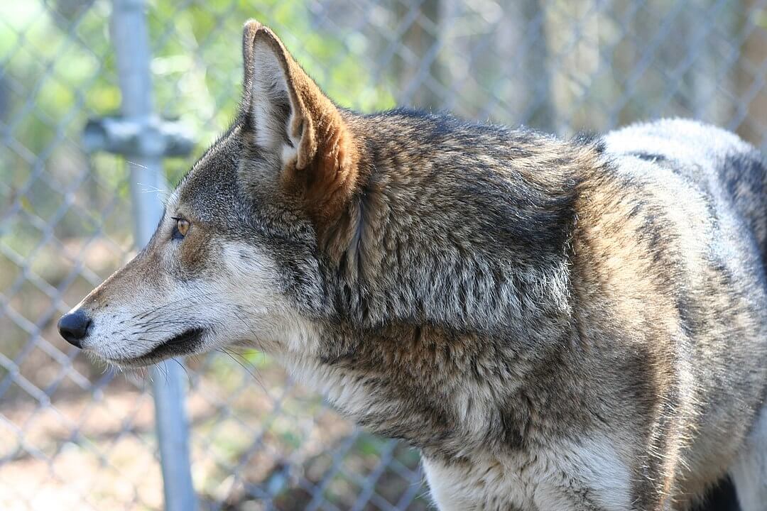 Conservation Conversations: Howling for the Red Wolf - North Carolina