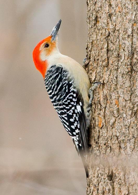 Red-bellied woodpecker