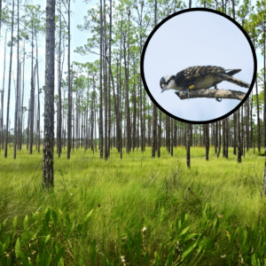 Red-cockaded woodpecker in pine savanna