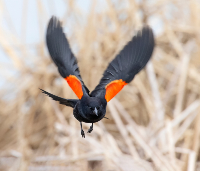 Red winged blackbird