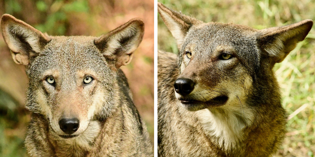 Red Wolf Center Welcomes Two New Residents - North Carolina Wildlife