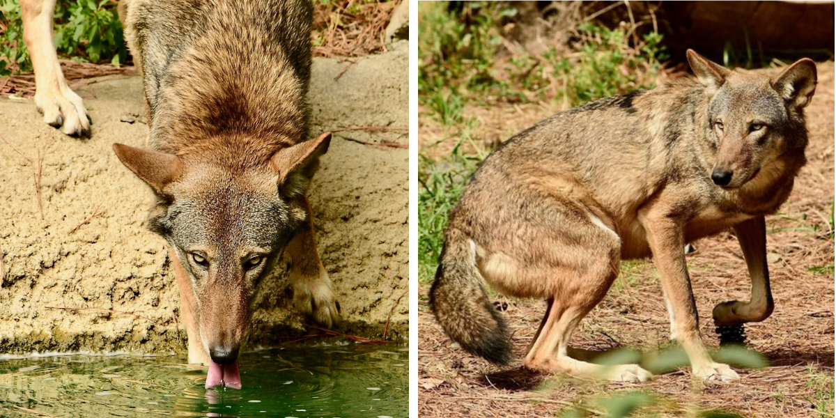Red Wolf Center Two New Residents North Carolina Wildlife