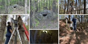 Red wolf webcams