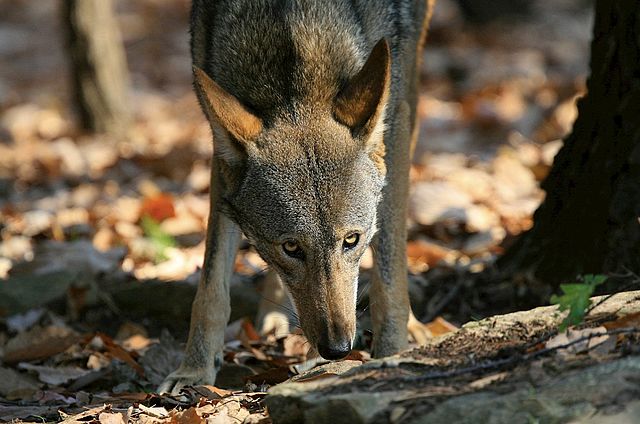 A red wolf sniffing the ground.