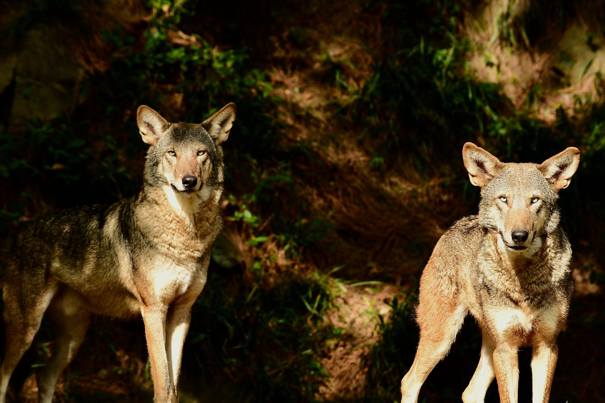 There are two new residents at the Red Wolf Center on Pocosin Lakes National Wildlife Refuge in Columbia, NC: 4-year-old red wolf brothers. Photo by Robert Wilcox, Durham Life and Science Museum