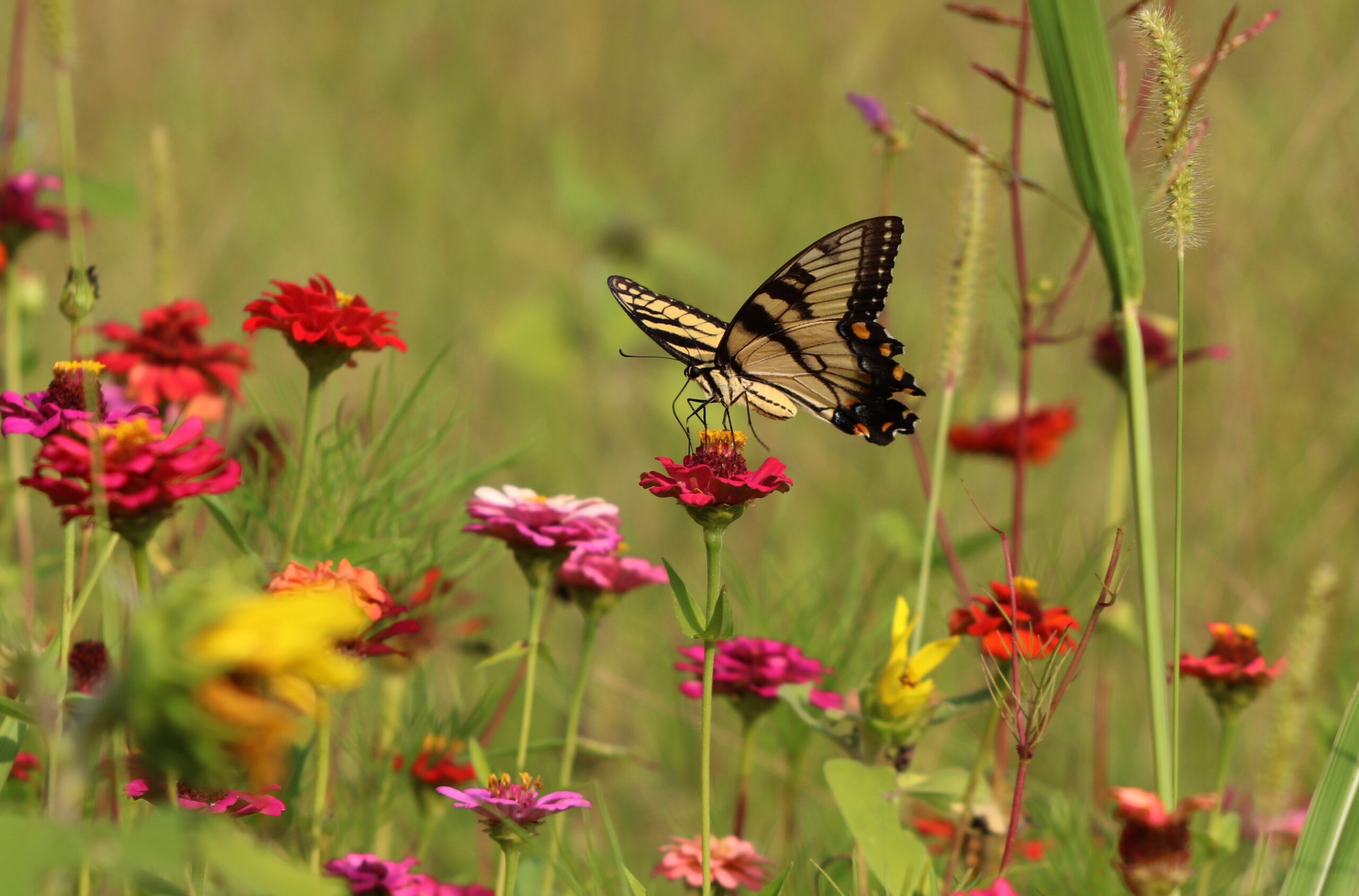 Eastern swallowtail butterfly visiting a cosmos flower.