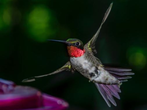 Ruby Red Throated Hummingbird