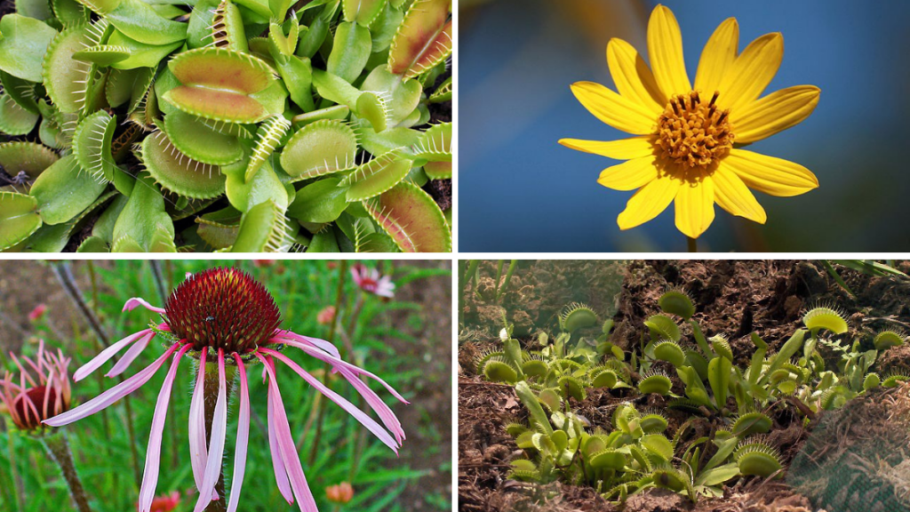 N.C. Wildlife Resources Commission is working on an addition to the 2015 Wildlife Action Plan. The online public comment period to weigh in on the inclusion of plant species is open until May 20. 