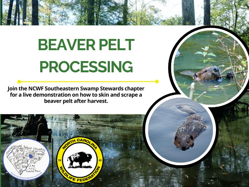 SSSbeaverpelt SSSbeaverpelt