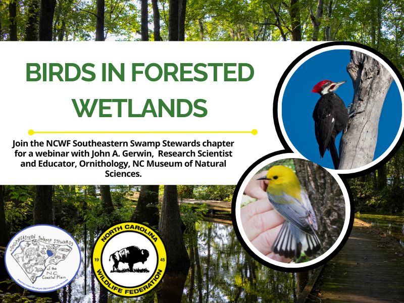 SSSbirdsinwetlands SSSbirdsinwetlands