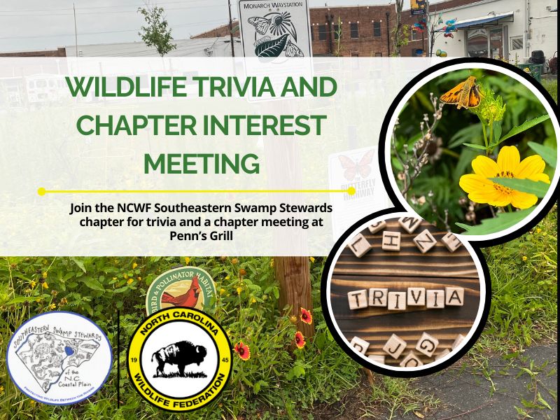 SSStriviaandinterest