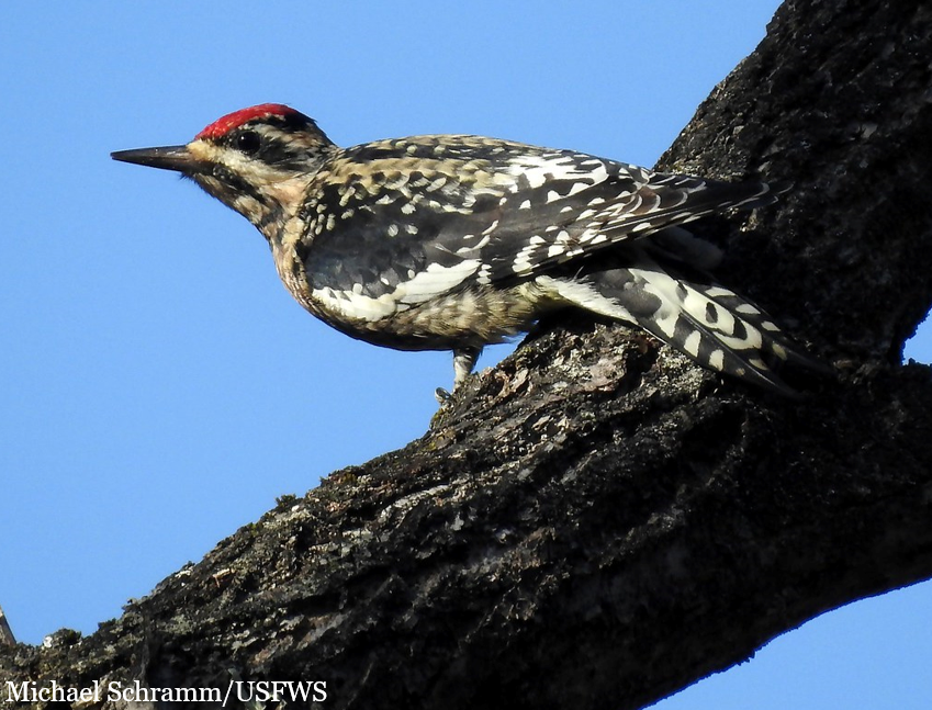 A yellow-bellied sapsucker on a tree branch.