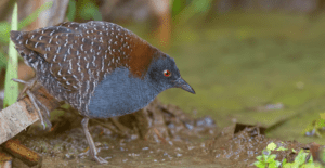 A photo of the imperiled eastern black rail, a vanishing resident of the North Carolina Coastal Plain