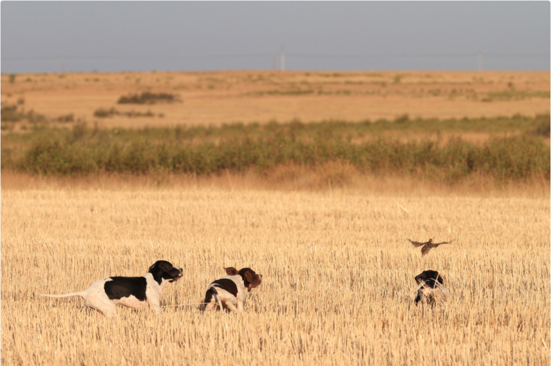 North Carolina's quail hunting season opens Nov. 20.
