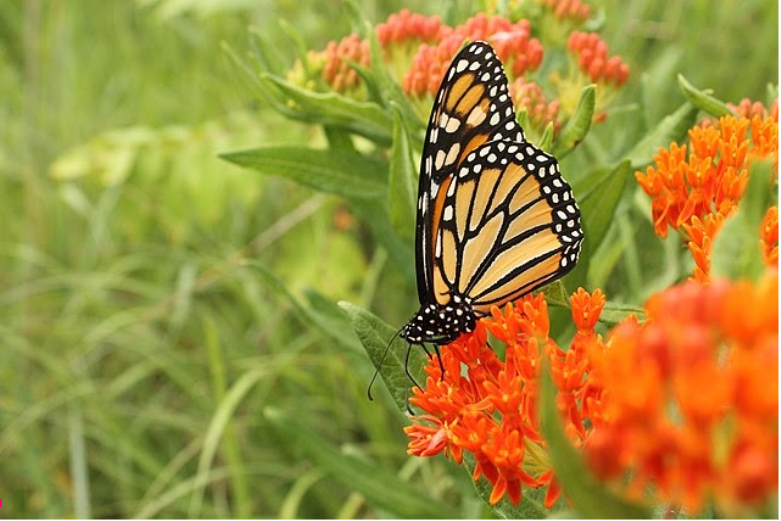 Monarch perching on butterfly weed.