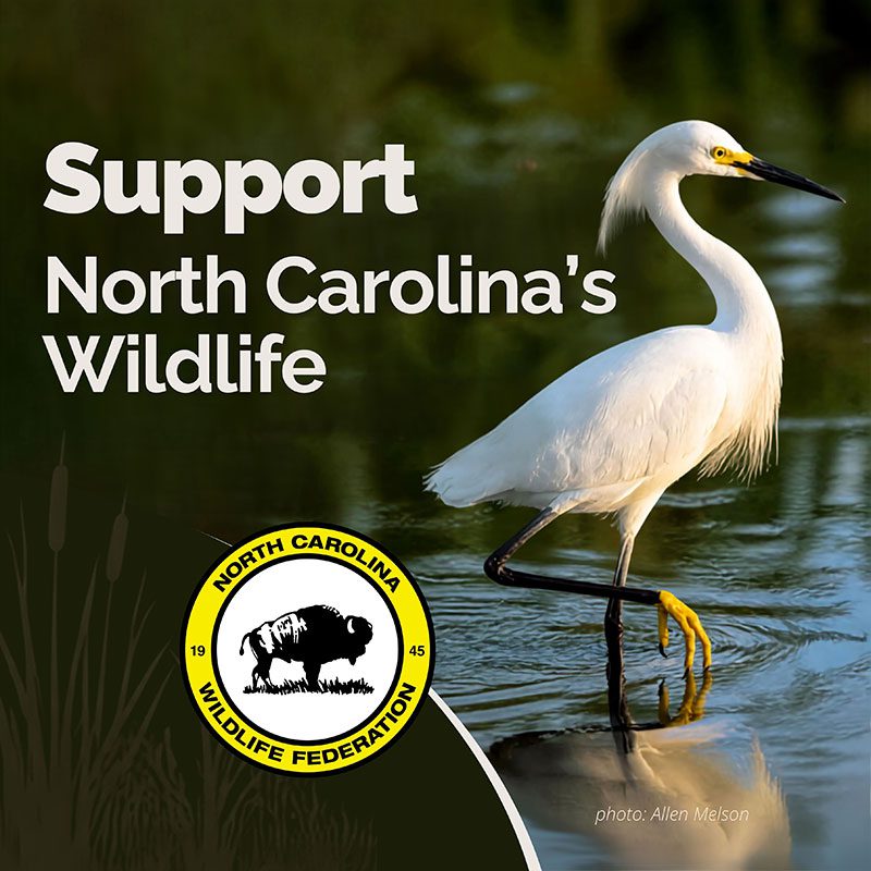 Create a thriving future for North Carolina wildlife with your gift today.