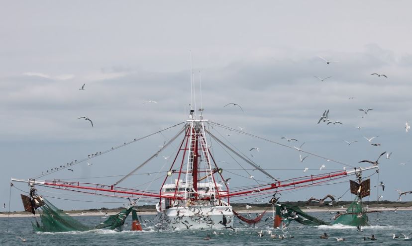 Shrimp-Trawling